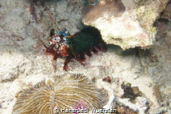 Mantis Shrimp in its environment by Hansruedi Wuersten 